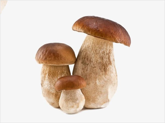 蘑菇商标注册图片